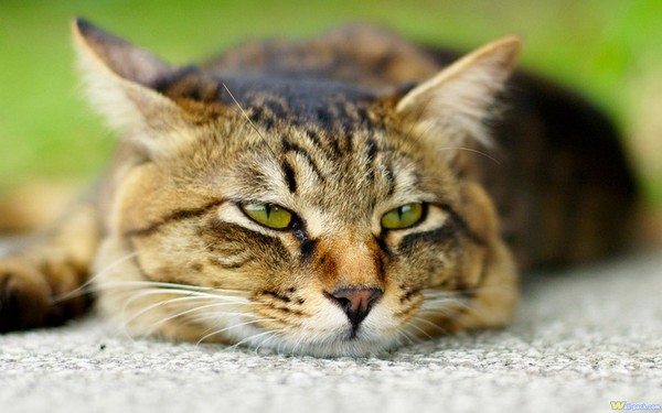 Đừng bắt em dậy mà, lười lắm...