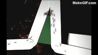 Time-lapse quá trình xây cầu của loài kiến