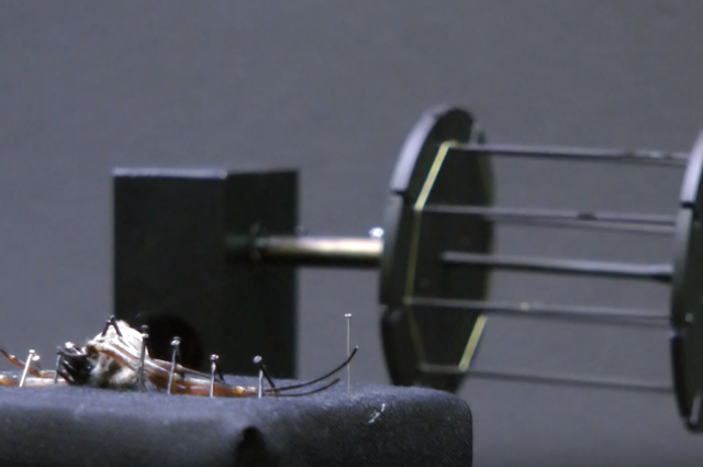 Con nhện bị ghim chặt như đóng đinh trên giá.