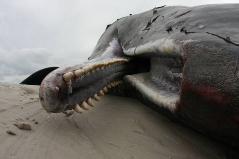 C&aacute; nh&agrave; t&aacute;ng bị tr&ocirc;i dạt tr&ecirc;n bờ biển.