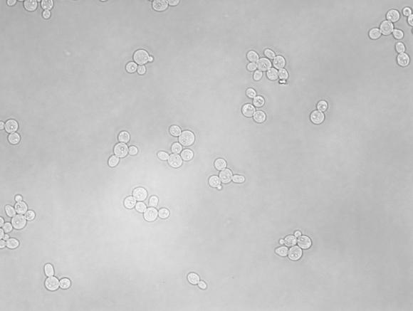 Loại men được khẳng định giúp thúc đẩy hiệu suất lên men kitin và chuyển đổi sang ethanol