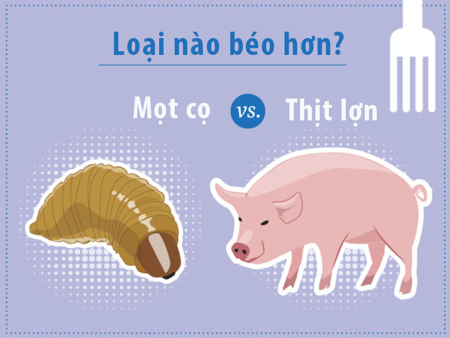 Nhộng mọt cọ, một loại bọ cánh cứng, có lượng chất béo gấp đôi thịt lợn. Chúng béo tới nỗi bạn có thể chiên trực tiếp mà không cần cho dầu/mỡ. Nhưng cách chế biến thông thường là cuốn với lá và nướng với tỏi và ớt chưng.