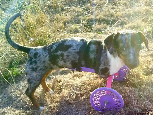 Derby và cặp bánh xe tím mộng mơ.