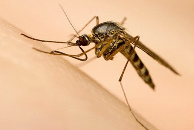 Muỗi vằn tự nhiên mang tác nhân sinh học Wolbachia nuôi thử nghiệm ở đảo Trí Nguyên. Ảnh tư liệu.