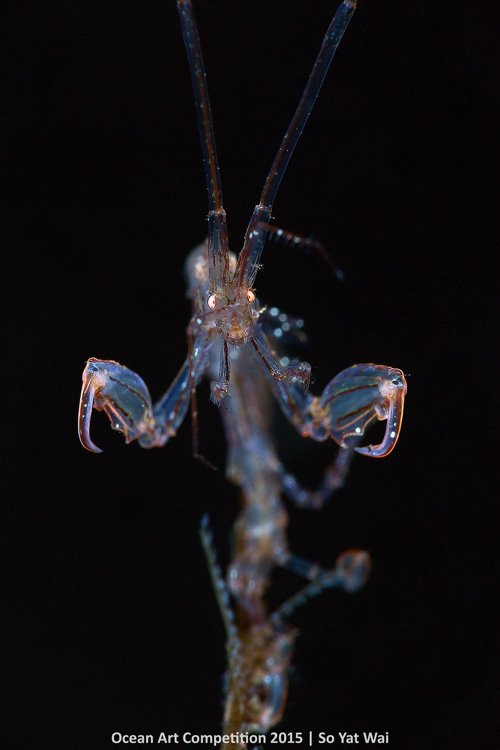 Ch&uacute; t&ocirc;m xương đang tạo d&aacute;ng cho một shoot h&igrave;nh si&ecirc;u cận với nhiếp ảnh gia So Yat Wai ở Tulamben, Indonesia.