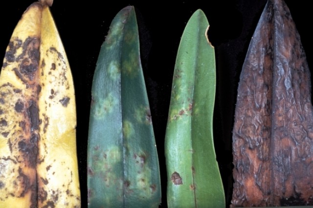 Loài lan khi bị nhiễm virus khảm thuốc lá