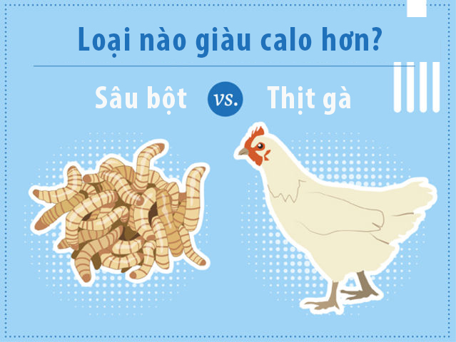 Nếu so sánh cùng một khối lượng, côn trùng thường có hàm lượng calo nhiều hơn các loại thịt truyền thống. Ví dụ, 100 gam sâu bột chứa đến 247 calo, trong khi 100 gam thịt gà chỉ cung cấp khoảng 152 calo.