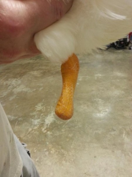 Tình trạng của Buttercup trước khi được làm phẫu thuật