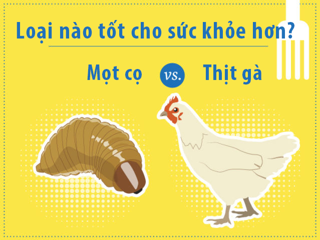 Với những người ăn vô độ hoặc có thừa cân/béo phì thì nên ăn thịt hơn là mọt cọ vì mọt cọ rất nhiều chất béo. Mọt cọ cũng là loài duy nhất được cho là “kém hơn thịt khi sử dụng cho những người thừa cân”.