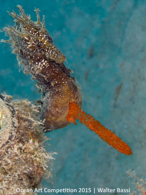 C&aacute; ngựa đực với t&uacute;i trứng l&ecirc;n tới h&agrave;ng trăm quả, qu&aacute; tr&igrave;nh mang thai k&eacute;o d&agrave;i tới 45 ng&agrave;y trước khi đ&agrave;n c&aacute; con nở ra.