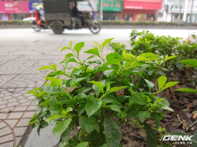 Ảnh chụp macro ngoài trời.