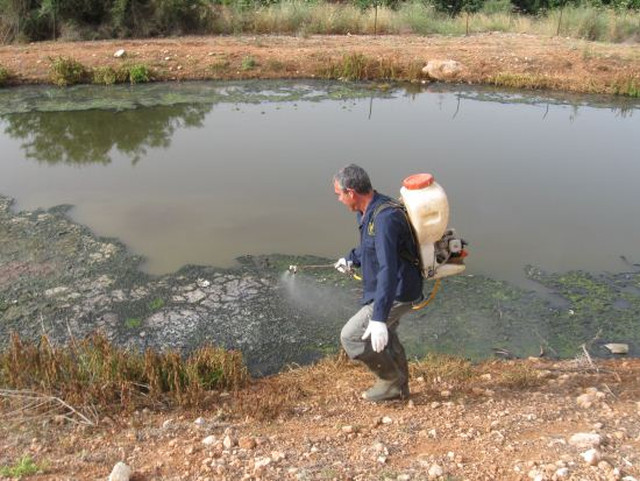 Phun thuốc diệt ấu trùng.