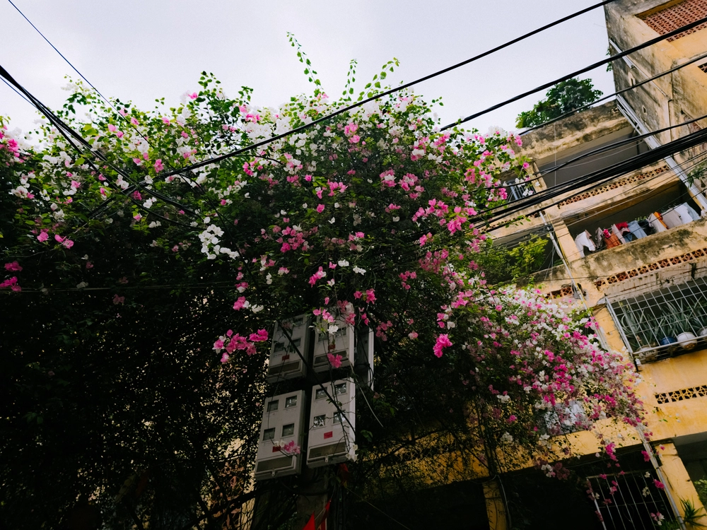 Cùng Galaxy S26 Ultra ngắm Thủ Đô mùa 'đỏng đảnh': Ghé chợ sớm Long Biên, thăm dàn hoa giấy khu tập thể để thấy hóa ra Hà Nội vẫn 'tình' đến vậy - Ảnh 54.