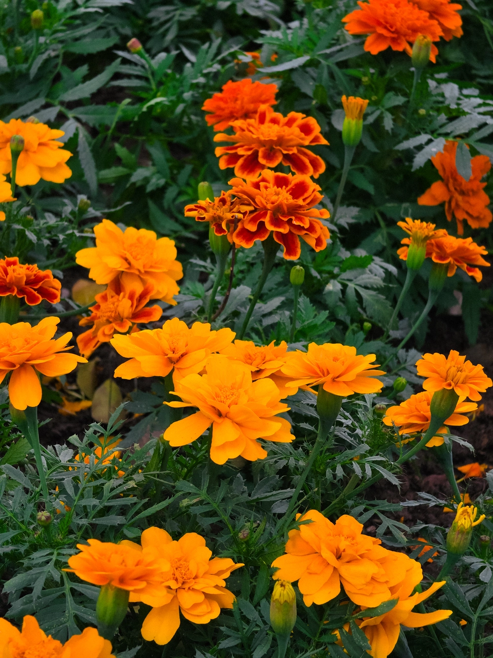 Cùng Galaxy S26 Ultra ngắm Thủ Đô mùa 'đỏng đảnh': Ghé chợ sớm Long Biên, thăm dàn hoa giấy khu tập thể để thấy hóa ra Hà Nội vẫn 'tình' đến vậy - Ảnh 46.