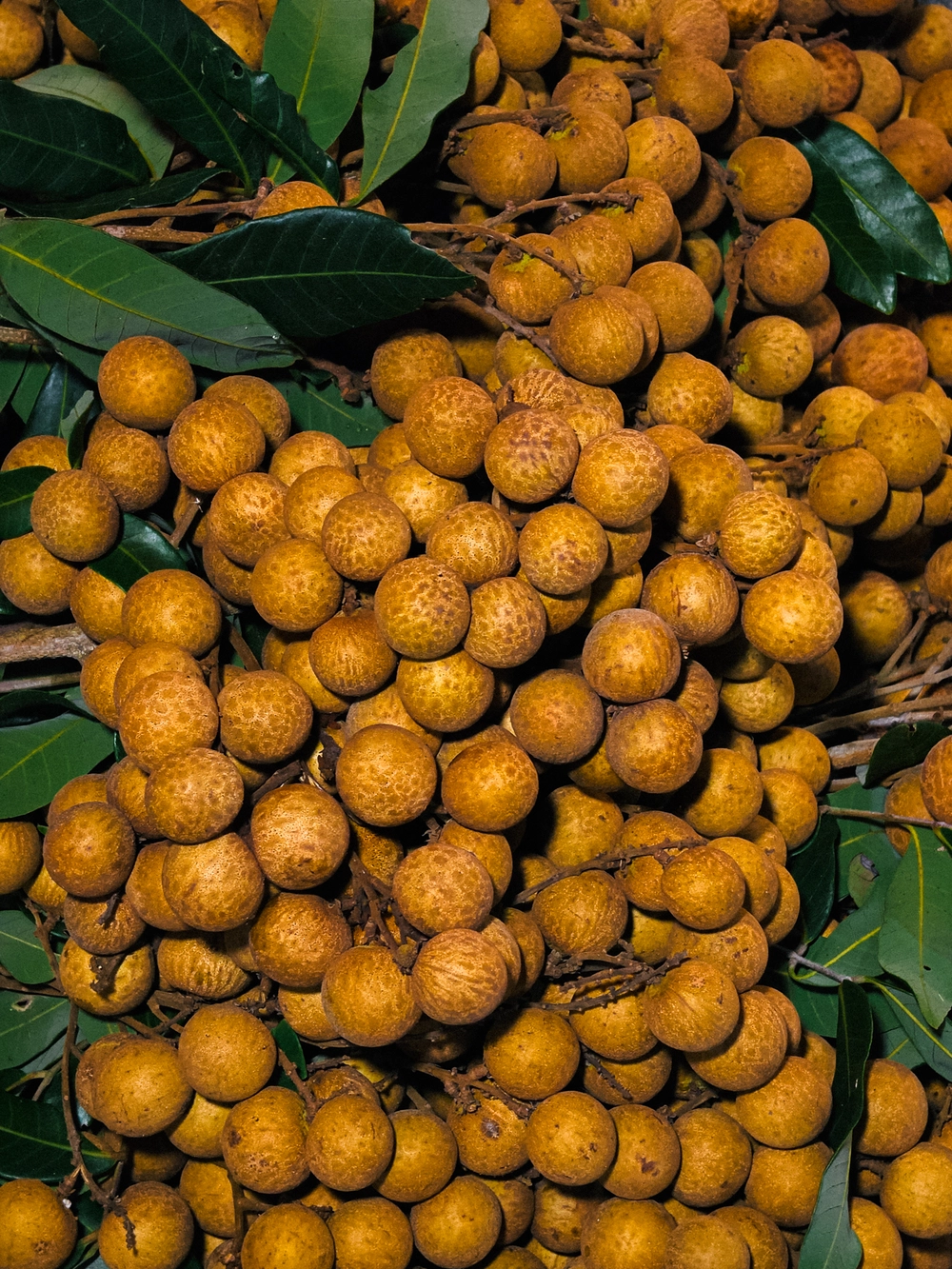 Cùng Galaxy S26 Ultra ngắm Thủ Đô mùa 'đỏng đảnh': Ghé chợ sớm Long Biên, thăm dàn hoa giấy khu tập thể để thấy hóa ra Hà Nội vẫn 'tình' đến vậy - Ảnh 31.