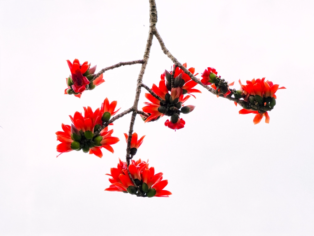 Cùng Galaxy S26 Ultra ngắm Thủ Đô mùa 'đỏng đảnh': Ghé chợ sớm Long Biên, thăm dàn hoa giấy khu tập thể để thấy hóa ra Hà Nội vẫn 'tình' đến vậy - Ảnh 48.