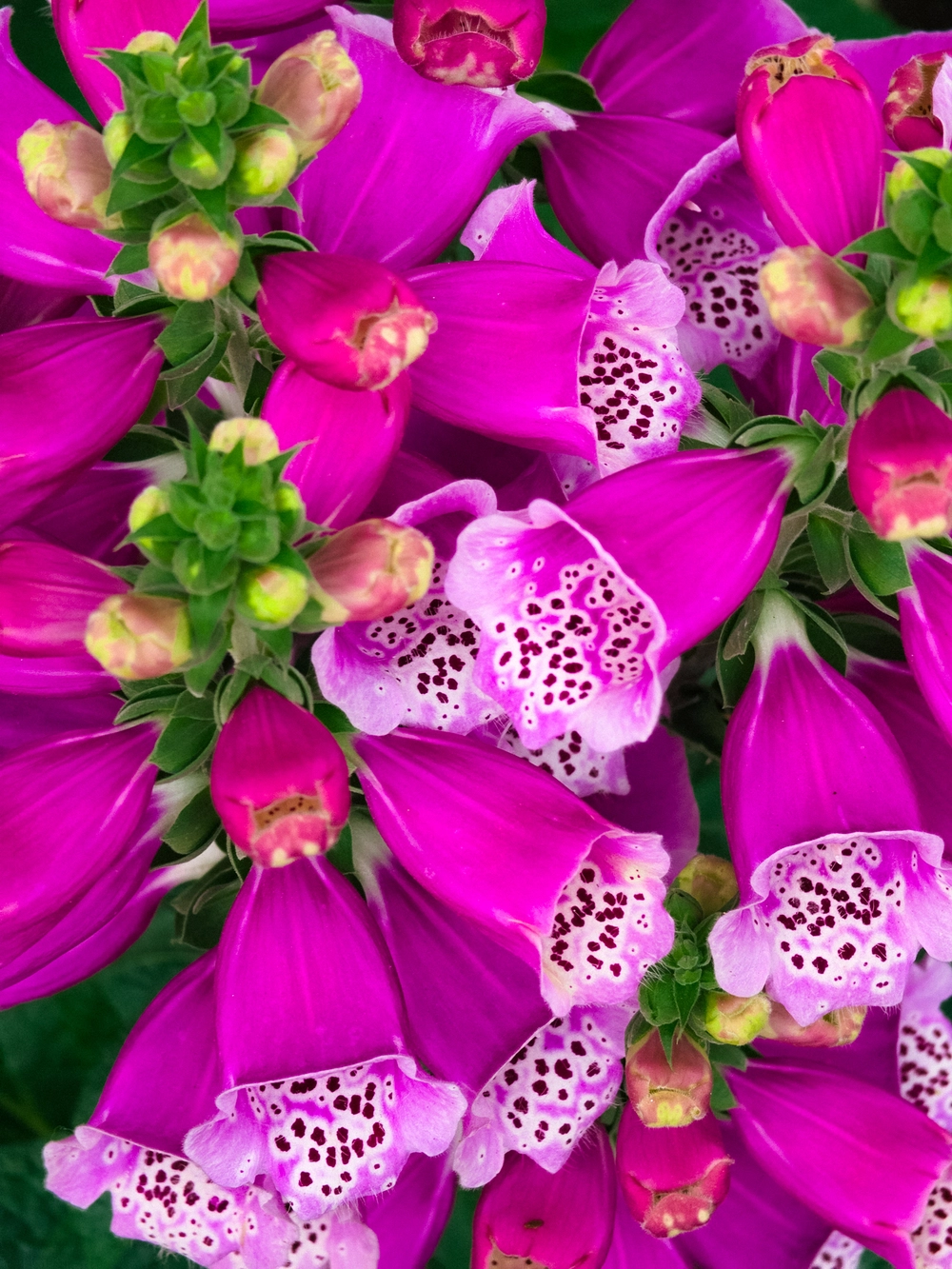 Cùng Galaxy S26 Ultra ngắm Thủ Đô mùa 'đỏng đảnh': Ghé chợ sớm Long Biên, thăm dàn hoa giấy khu tập thể để thấy hóa ra Hà Nội vẫn 'tình' đến vậy - Ảnh 45.