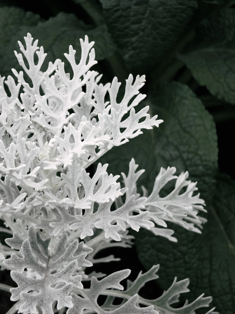 Cùng Galaxy S26 Ultra ngắm Thủ Đô mùa 'đỏng đảnh': Ghé chợ sớm Long Biên, thăm dàn hoa giấy khu tập thể để thấy hóa ra Hà Nội vẫn 'tình' đến vậy - Ảnh 51.