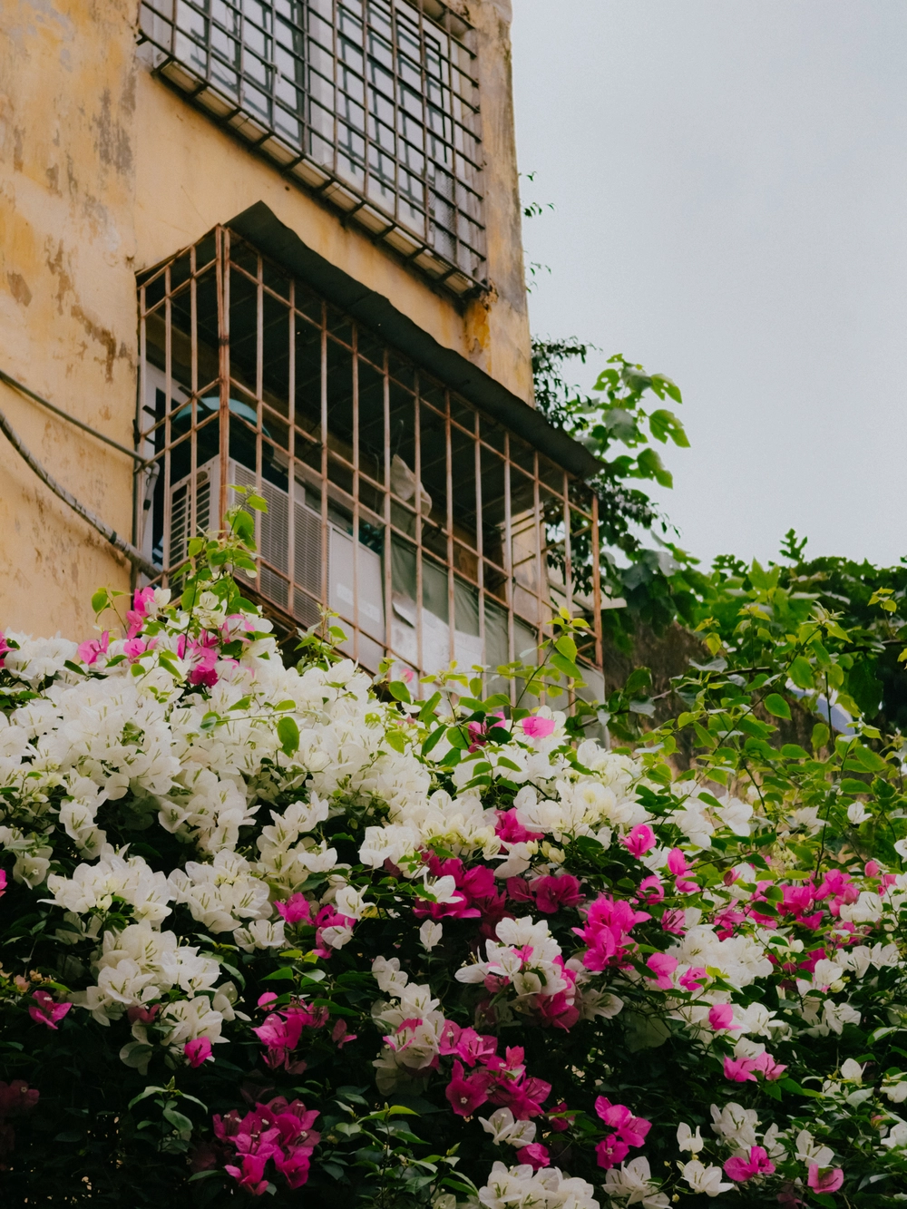 Cùng Galaxy S26 Ultra ngắm Thủ Đô mùa 'đỏng đảnh': Ghé chợ sớm Long Biên, thăm dàn hoa giấy khu tập thể để thấy hóa ra Hà Nội vẫn 'tình' đến vậy - Ảnh 55.