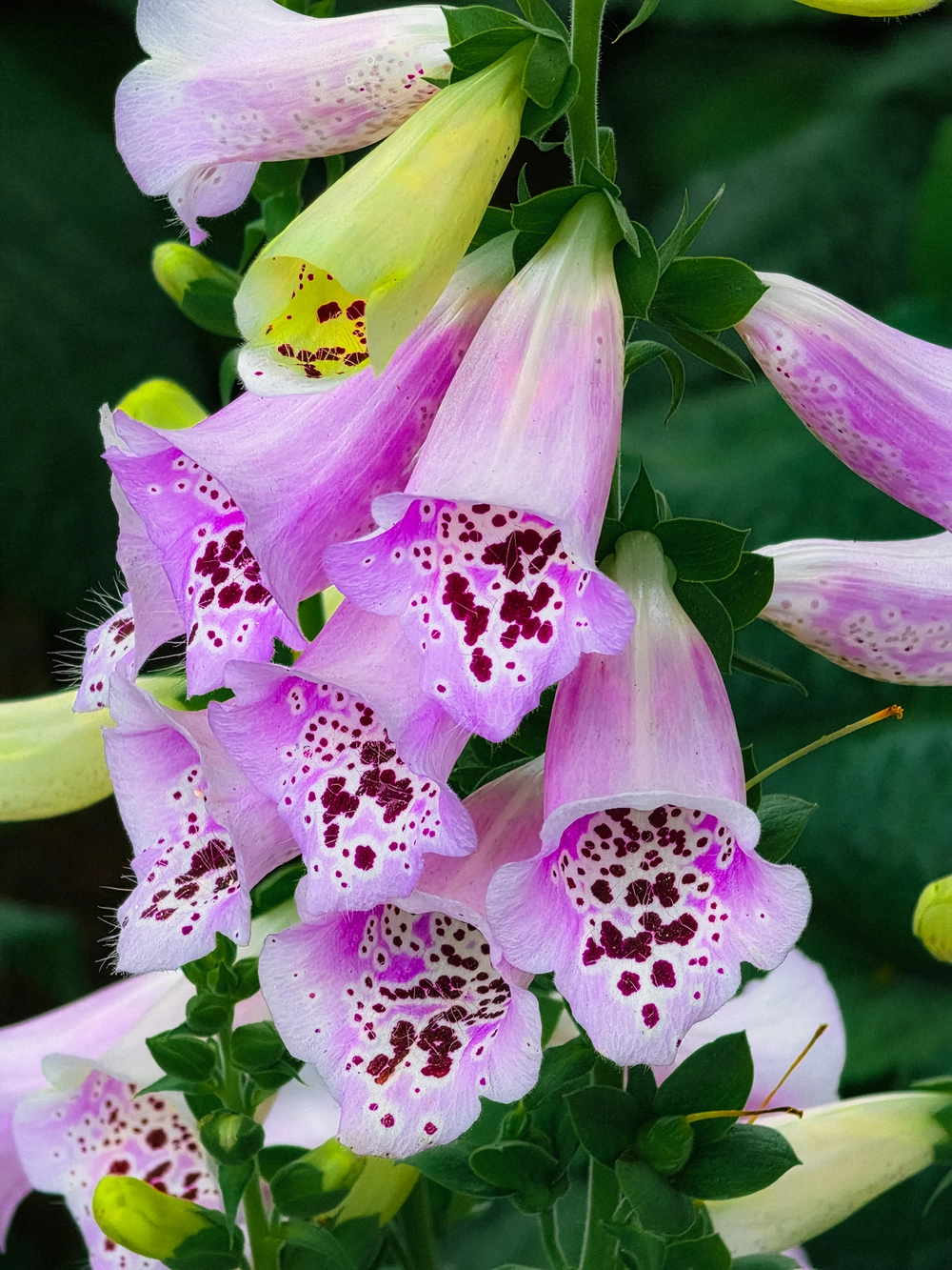 Cùng Galaxy S26 Ultra ngắm Thủ Đô mùa 'đỏng đảnh': Ghé chợ sớm Long Biên, thăm dàn hoa giấy khu tập thể để thấy hóa ra Hà Nội vẫn 'tình' đến vậy - Ảnh 49.