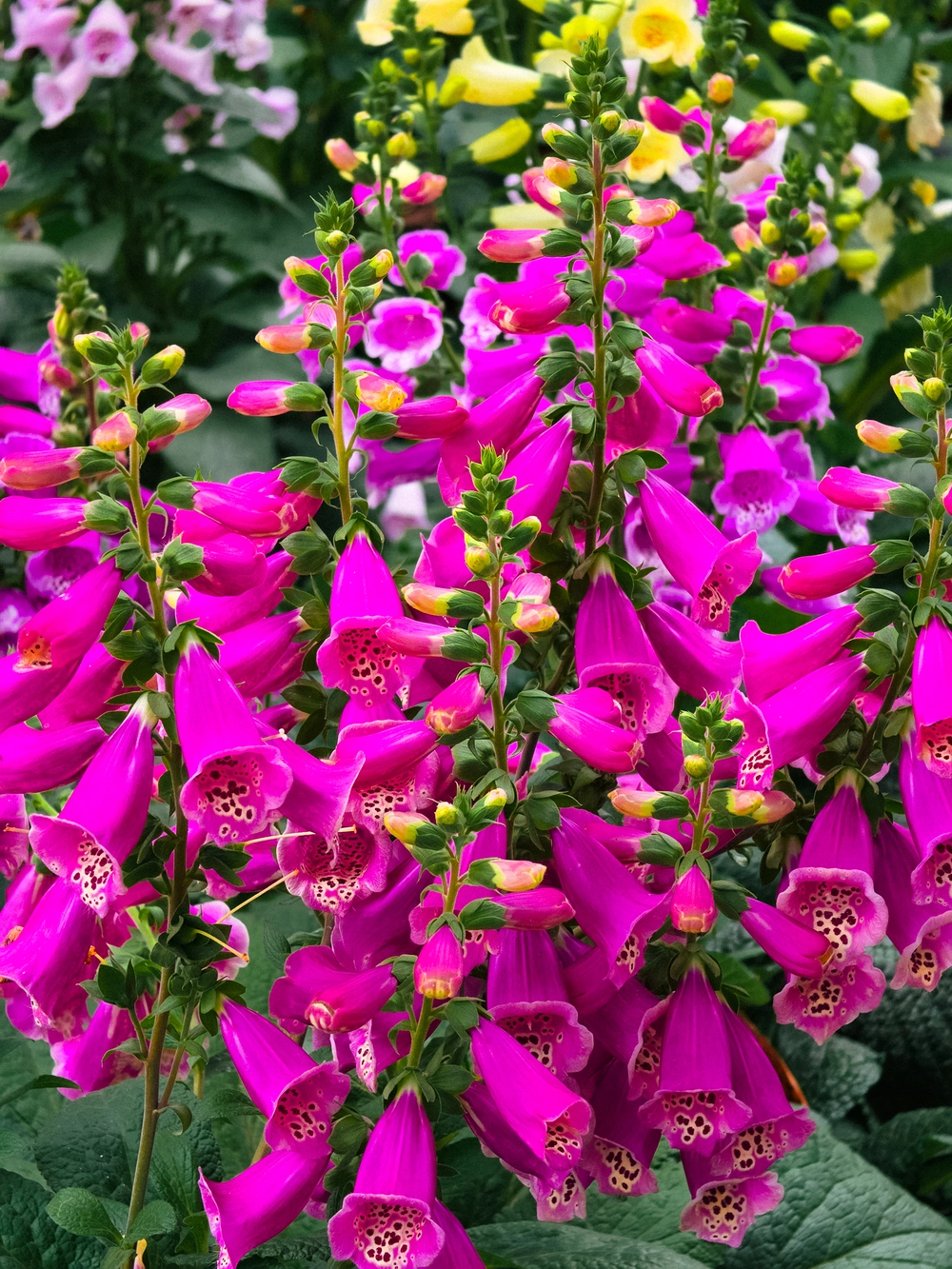 Cùng Galaxy S26 Ultra ngắm Thủ Đô mùa 'đỏng đảnh': Ghé chợ sớm Long Biên, thăm dàn hoa giấy khu tập thể để thấy hóa ra Hà Nội vẫn 'tình' đến vậy - Ảnh 47.