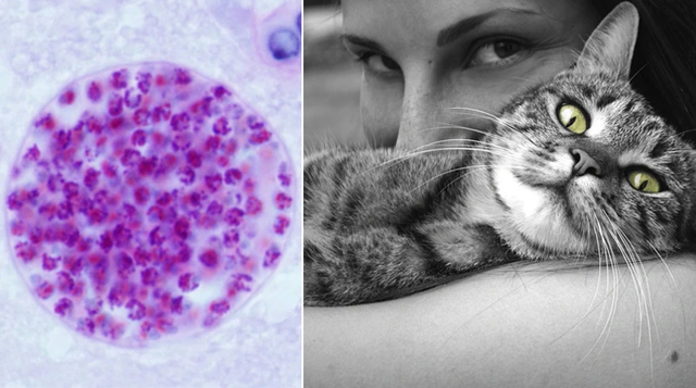 10 loại ký sinh trùng kỳ lạ nhất trong thế giới động vật - Ảnh 1. 10 loại ký sinh trùng kỳ lạ nhất trong thế giới động vật - Ảnh 1.