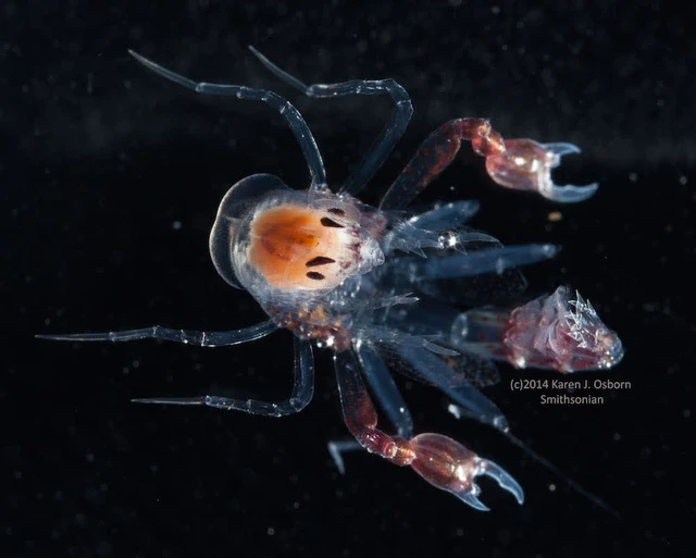 Những loại k&yacute; sinh tr&ugrave;ng kỳ lạ nhất trong thế giới động vật phần 1: Nguồn cảm hứng của c&aacute;c Alien - Ảnh 3.