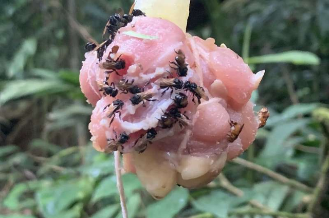 Ong kề kền, loài ong kỳ lạ chuyên ăn thịt những vẫn có thể sản xuất ra mật ngọt - Ảnh 1. Ong kề kền, loài ong kỳ lạ chuyên ăn thịt những vẫn có thể sản xuất ra mật ngọt - Ảnh 1.