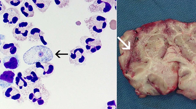 Những loại ký sinh trùng kỳ lạ nhất trong thế giới động vật phần 1: Nguồn cảm hứng của các Alien - Ảnh 5. Những loại ký sinh trùng kỳ lạ nhất trong thế giới động vật phần 1: Nguồn cảm hứng của các Alien - Ảnh 5.