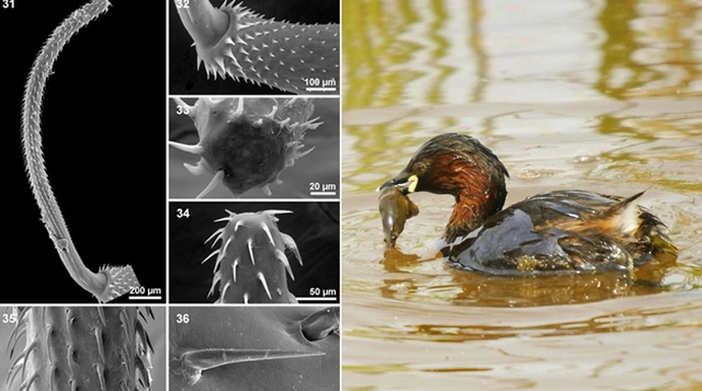 Những loại ký sinh trùng kỳ lạ nhất trong thế giới động vật phần 2: Biến vật chủ thành những kẻ dị dang - Ảnh 1. Những loại ký sinh trùng kỳ lạ nhất trong thế giới động vật phần 2: Biến vật chủ thành những kẻ dị dang - Ảnh 1.