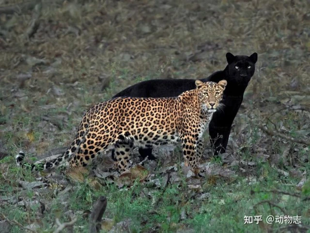 Tại sao với mãnh thú, con đực luôn to hơn con cái còn ở các loài chim ăn thịt thì con mái lúc nào cũng to hơn con trống? - Ảnh 7. Tại sao với mãnh thú, con đực luôn to hơn con cái còn ở các loài chim ăn thịt thì con mái lúc nào cũng to hơn con trống? - Ảnh 7.