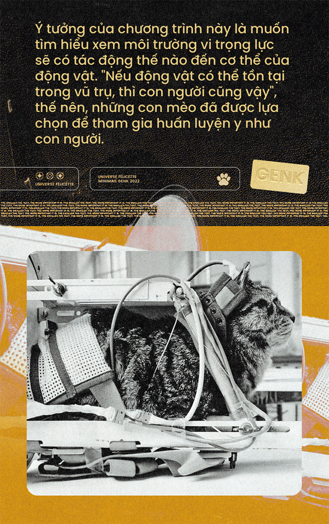 M&egrave;o cũng đ&atilde; từng v&agrave;o kh&ocirc;ng gian, v&agrave; t&ecirc;n "c&ocirc; b&eacute;" l&agrave; F&eacute;licette - Ảnh 3.