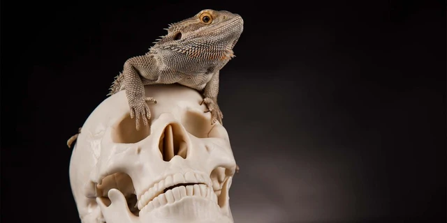 Tiến hóa càng nhanh thì tuyệt chủng càng nhanh? - Ảnh 2. Tiến hóa càng nhanh thì tuyệt chủng càng nhanh? - Ảnh 2.