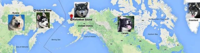 Nam Cực lục địa chứa đựng đầy đau đớn và hi sinh của loài chó - Ảnh 3. Nam Cực lục địa chứa đựng đầy đau đớn và hi sinh của loài chó - Ảnh 3.