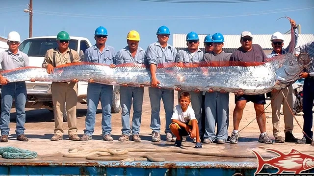 Không có vảy, nhầy và cực kỳ hiếm: Cá Oarfish, báu vật của biển sâu - Ảnh 4. Không có vảy, nhầy và cực kỳ hiếm: Cá Oarfish, báu vật của biển sâu - Ảnh 4.
