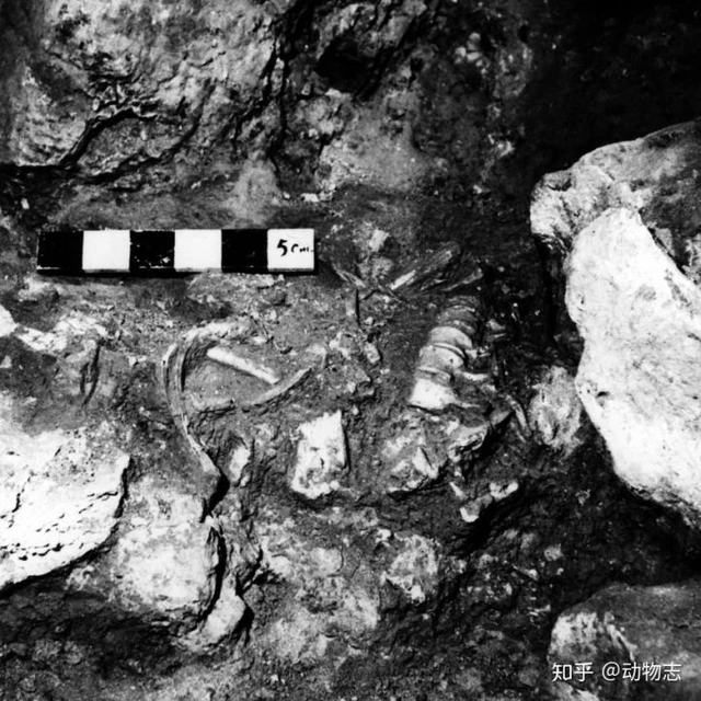 Người Neanderthal có bộ não lớn hơn người Homo sapiens, vậy làm thế nào mà người Homo sapiens đã đánh bại họ? - Ảnh 2. Người Neanderthal có bộ não lớn hơn người Homo sapiens, vậy làm thế nào mà người Homo sapiens đã đánh bại họ? - Ảnh 2.