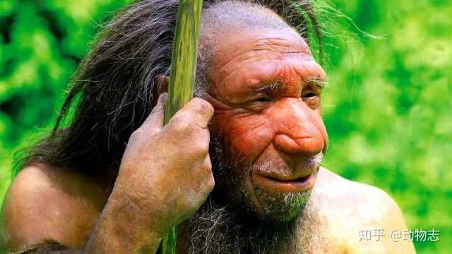 Người Neanderthal có bộ não lớn hơn người Homo sapiens, vậy làm thế nào mà người Homo sapiens đã đánh bại họ? - Ảnh 6. Người Neanderthal có bộ não lớn hơn người Homo sapiens, vậy làm thế nào mà người Homo sapiens đã đánh bại họ? - Ảnh 6.