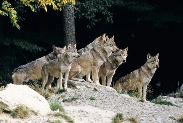 Tại sao khi hổ xuống núi, chó lại là loài mà chúng tìm, giết đầu tiên? - Ảnh 6. Tại sao khi hổ xuống núi, chó lại là loài mà chúng tìm, giết đầu tiên? - Ảnh 6.