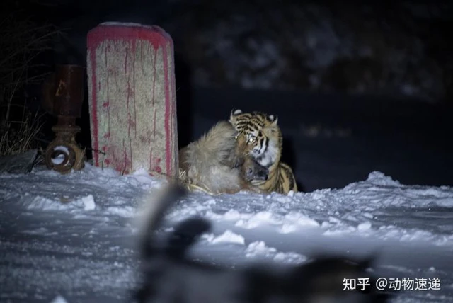 Tại sao khi hổ xuống núi, chó lại là loài mà chúng tìm, giết đầu tiên? - Ảnh 1. Tại sao khi hổ xuống núi, chó lại là loài mà chúng tìm, giết đầu tiên? - Ảnh 1.