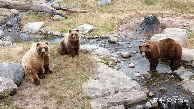 Tại sao loài gấu, hổ thường làm tổn thương người đã nuôi dưỡng chúng? - Ảnh 1. Tại sao loài gấu, hổ thường làm tổn thương người đã nuôi dưỡng chúng? - Ảnh 1.