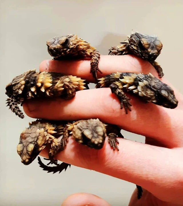 Thằn lằn Armadillo, loài rồng bên ngoài đời thực - Ảnh 10. Thằn lằn Armadillo, loài rồng bên ngoài đời thực - Ảnh 10.