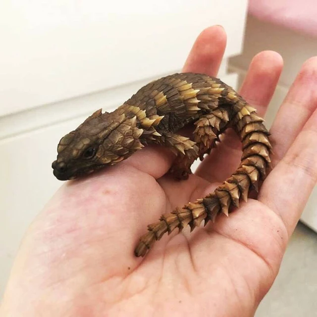 Thằn lằn Armadillo, loài rồng bên ngoài đời thực - Ảnh 2. Thằn lằn Armadillo, loài rồng bên ngoài đời thực - Ảnh 2.