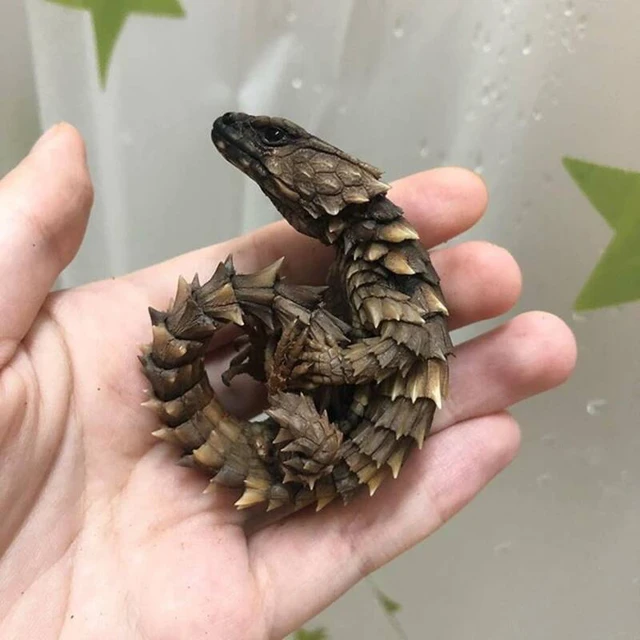 Thằn lằn Armadillo, loài rồng bên ngoài đời thực - Ảnh 5. Thằn lằn Armadillo, loài rồng bên ngoài đời thực - Ảnh 5.