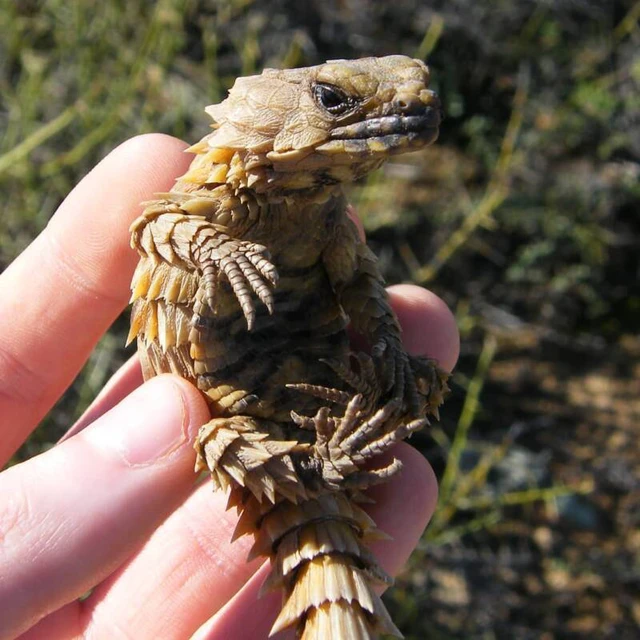 Thằn lằn Armadillo, loài rồng bên ngoài đời thực - Ảnh 7. Thằn lằn Armadillo, loài rồng bên ngoài đời thực - Ảnh 7.