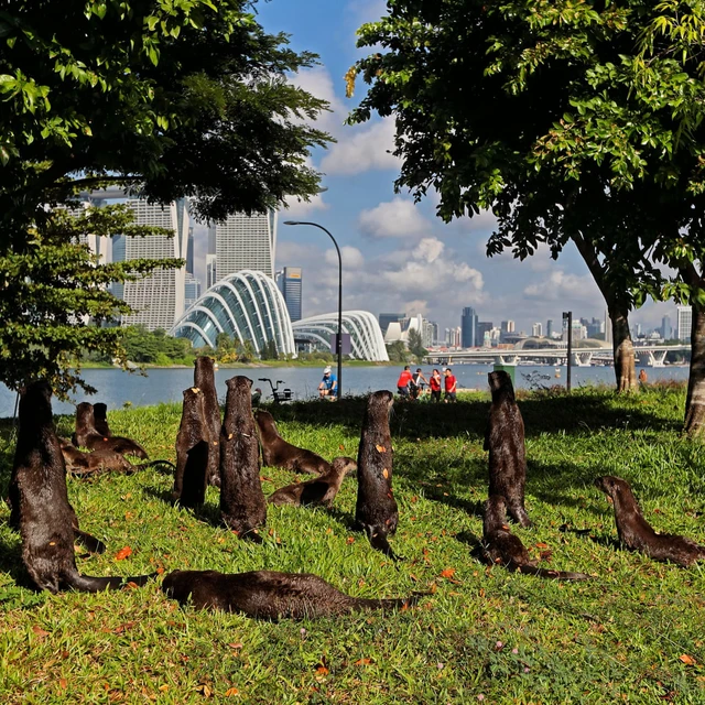 Singapore đang bị "khủng bố" bởi r&aacute;i c&aacute;, mỗi bữa ăn của ch&uacute;ng c&oacute; thể trị gi&aacute; h&agrave;ng ngh&igrave;n USD! - Ảnh 5.