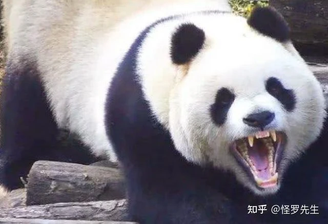 Tại sao sư tử và hổ không ăn thịt gấu trúc? - Ảnh 2. Tại sao sư tử và hổ không ăn thịt gấu trúc? - Ảnh 2.