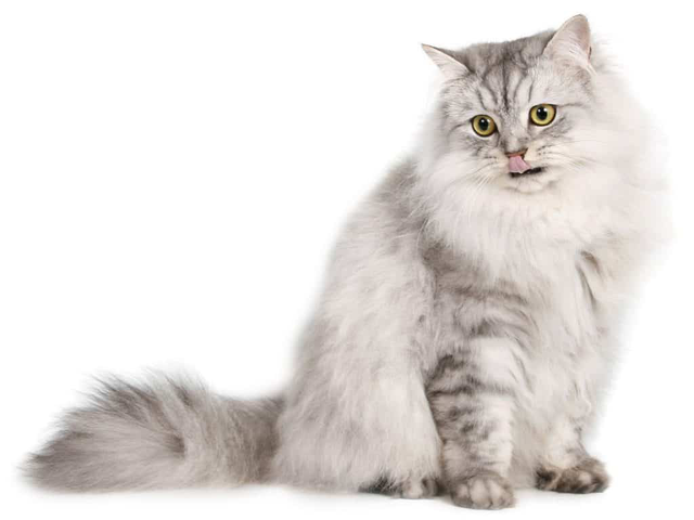 Chinchilla - Loài mèo có đôi mắt to nhất thế giới - Ảnh 4. Chinchilla - Loài mèo có đôi mắt to nhất thế giới - Ảnh 4.