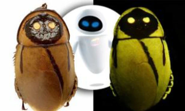 Phát hiện loài gián có thể tự phát sáng và trông giống như Eve trong bộ phim Wall-E - Ảnh 1. Phát hiện loài gián có thể tự phát sáng và trông giống như Eve trong bộ phim Wall-E - Ảnh 1.