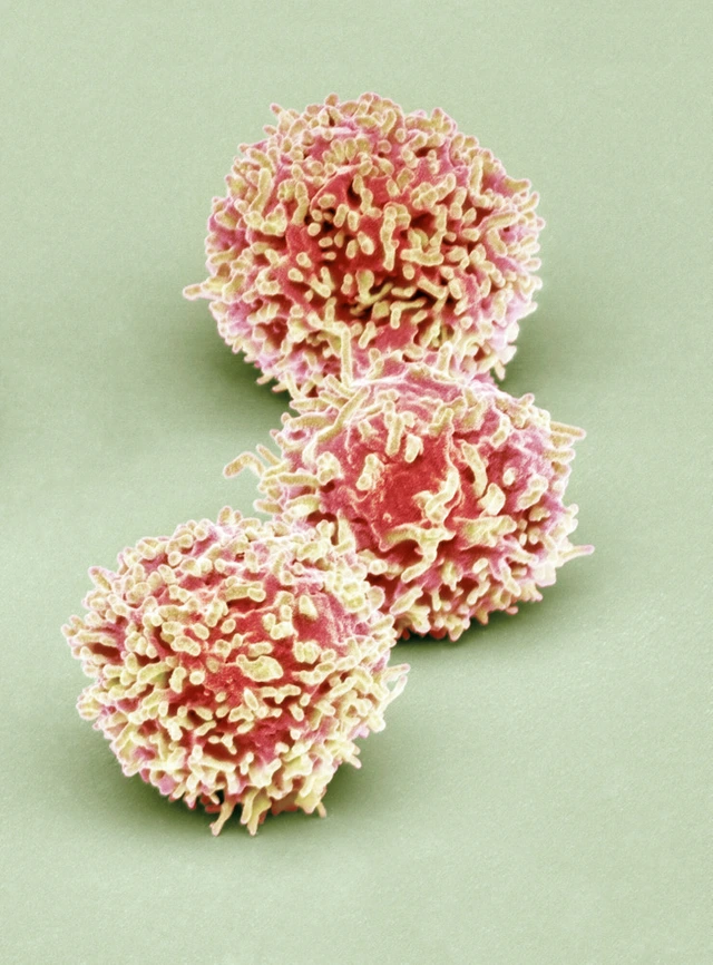 Có một vũ trụ ẩn bên trong cơ thể chúng ta, và đây là minh chứng - Ảnh 19. Có một vũ trụ ẩn bên trong cơ thể chúng ta, và đây là minh chứng - Ảnh 19.