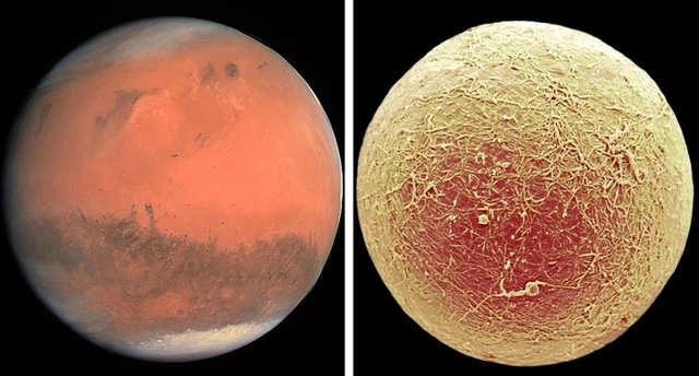 Có một vũ trụ ẩn bên trong cơ thể chúng ta, và đây là minh chứng - Ảnh 2. Có một vũ trụ ẩn bên trong cơ thể chúng ta, và đây là minh chứng - Ảnh 2.